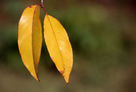 Multi-coloured leaf in the autumn