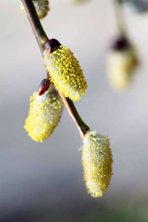 Blossoming willow in March in city park