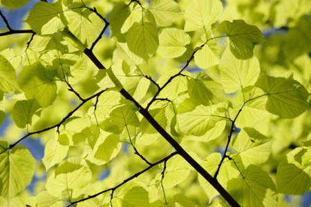 Yellow leaves in city park in the spring afternoon