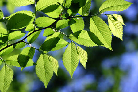 Green leaves in city park in the spring afternoonの写真素材