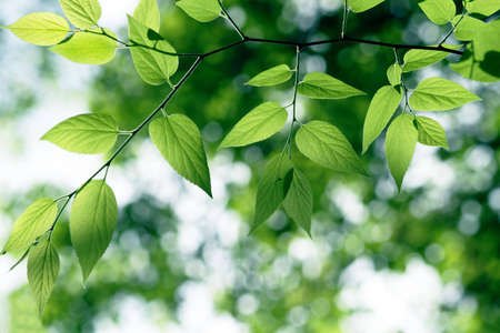 Green leaves in city park in the spring afternoon