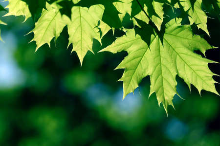 Green maple leaves in city park in the spring afternoonの写真素材