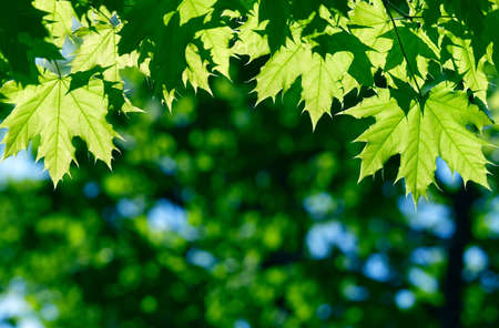 Green maple leaves in city park in the spring afternoon