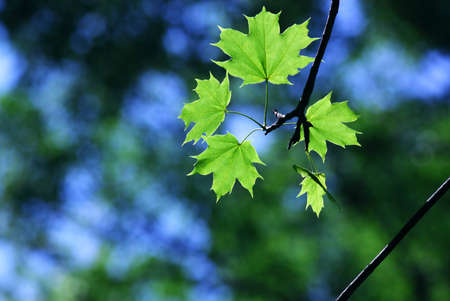 Green maple leaves in city park in the spring afternoonの写真素材