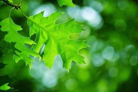 Green leaves in city park in the spring afternoon