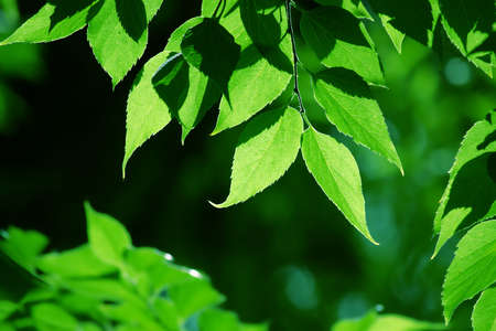 Green leaves in city park in the spring afternoonの写真素材