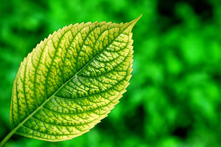 Green leaf in city park in the spring afternoonの写真素材