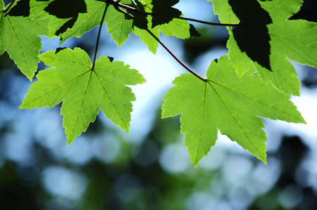 Green maple leaves in city park in the spring afternoonの写真素材