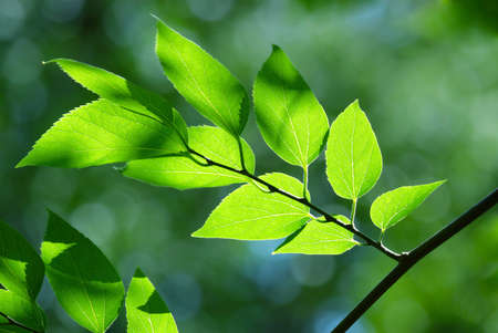 Green leaves in city park in the spring afternoonの写真素材