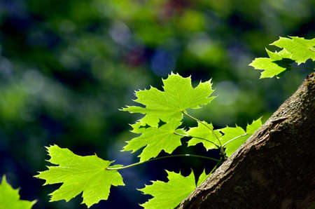 Green maple leaves in city park in the spring afternoonの写真素材