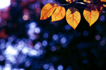 Red leaves in city park in the spring afternoonの写真素材