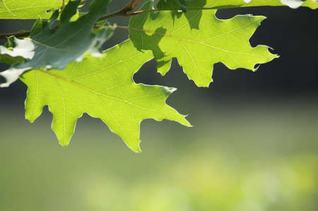 Green maple leaves in city park in the spring afternoonの写真素材