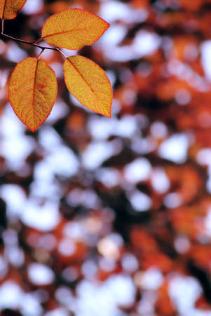 Red leaves in city park in the spring afternoonの写真素材
