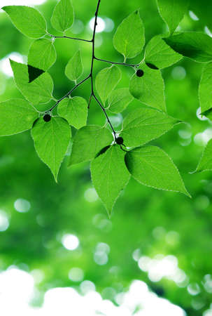Green leaves in city park in the spring afternoon