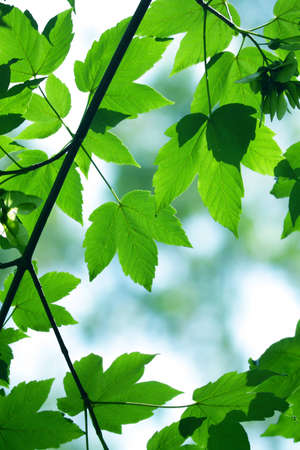 Green maple leaves in city park in the spring afternoon
