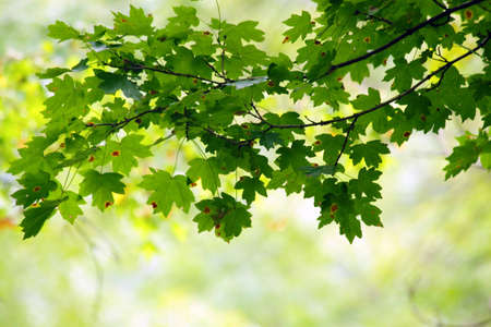 Green maple leaves in city park in the spring afternoon