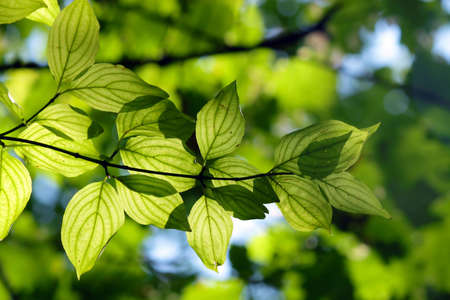 Green leaves in city park in the spring afternoonの写真素材