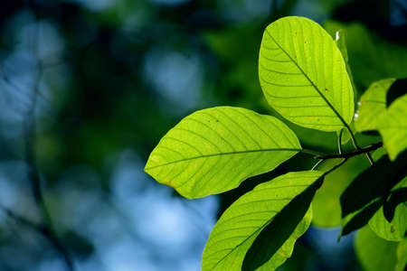 Green leaves in city park in the spring afternoonの写真素材