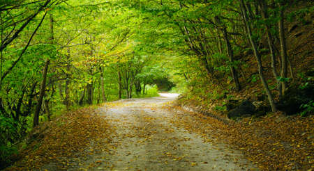 Mountain road in the forest of the North Caucasus