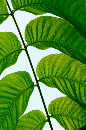 Green leaves in city park in the spring afternoon