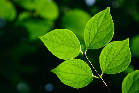 Green leaves in city park in the spring afternoonの写真素材