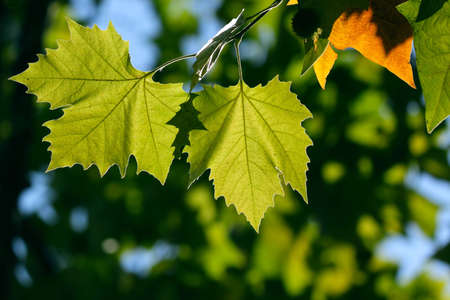 Green maple leaves in city park in the spring afternoonの写真素材