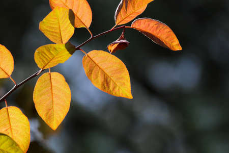 Red leaves in city park in the spring afternoon