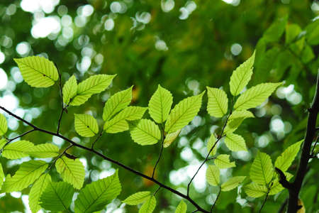 Green leaves in city park in the spring afternoonの写真素材