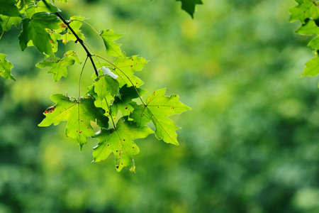Green leaves in city park in the spring afternoonの写真素材