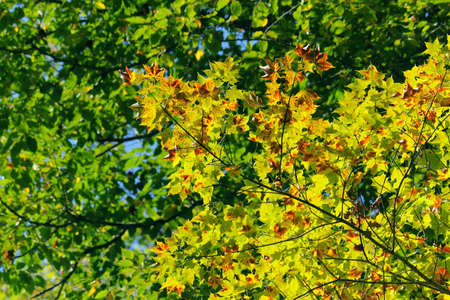 Green maple leaves in city park in the spring afternoonの写真素材