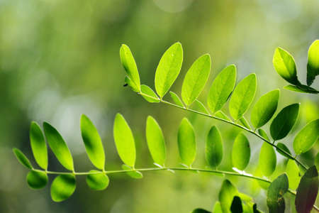 Green leaves in city park in the spring afternoonの写真素材