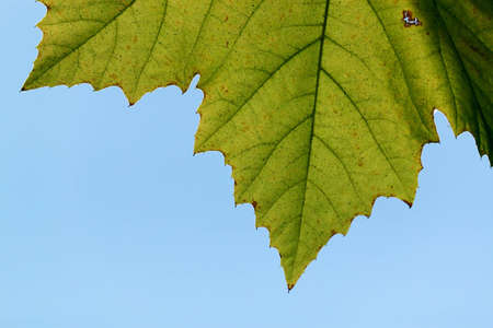 Green maple leaves in city park in the spring afternoon