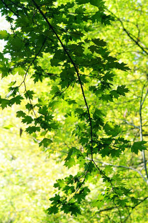 Green maple leaves in city park in the spring afternoon