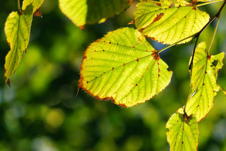 Green leaves in city park in the spring afternoon