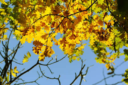 Oak leaves in city park in the spring afternoonの写真素材