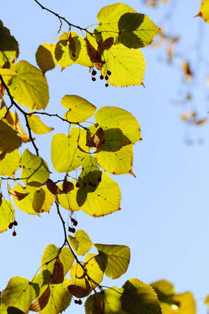 Yellow leaves in city park in the spring afternoonの写真素材