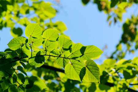 Green leaves in city park in the spring afternoonの写真素材