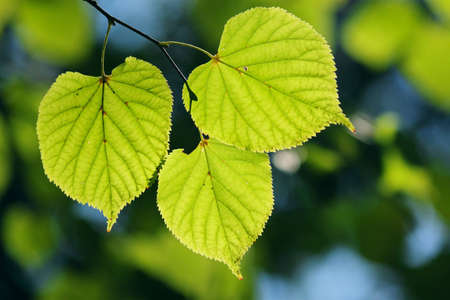 Green leaves in city park in the spring afternoonの写真素材