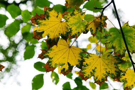 Yellow maple leaves in city park in the spring afternoonの写真素材