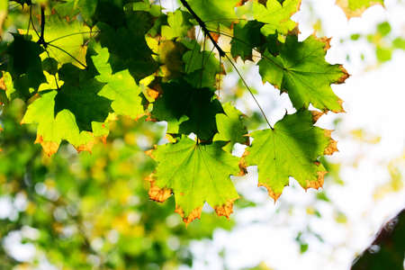 Green maple leaves in city park in the spring afternoonの写真素材