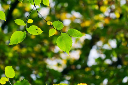 Green leaves in city park in the spring afternoonの写真素材