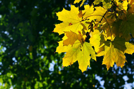 Yellow maple leaves in city park in the spring afternoonの写真素材