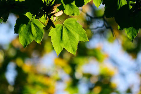 Green maple leaves in city park in the spring afternoonの写真素材