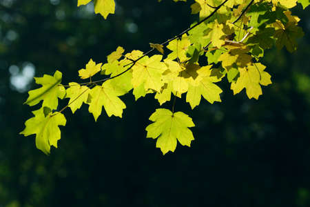 Autumn, maple leaves in a city parkの写真素材
