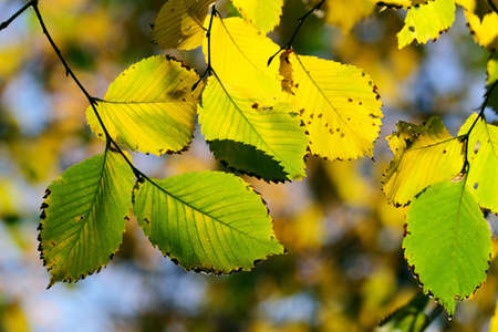 Autumn, colorful leaves in a city parkの写真素材