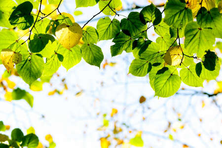 Autumn, colorful leaves in a city parkの写真素材