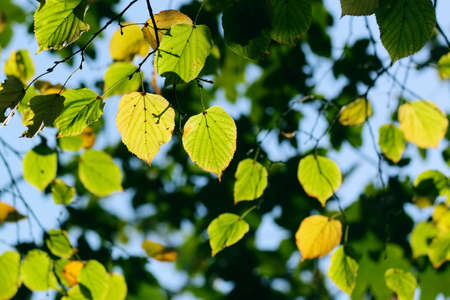 Autumn, colorful leaves in a city parkの写真素材
