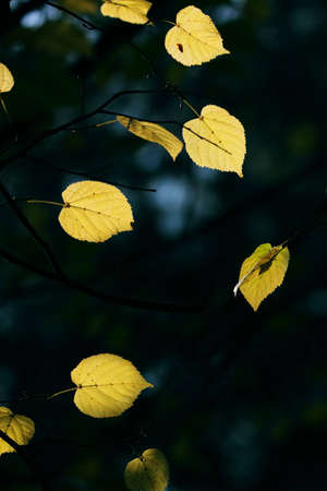 Yellow leaves in city park in the spring afternoonの写真素材