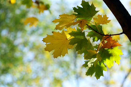 Autumn, maple leaves in a city park