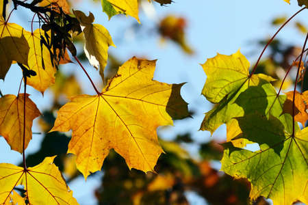 Autumn, maple leaves in a city park